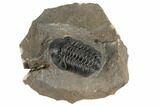 Detailed Reedops Trilobite - Atchana, Morocco #190285-2